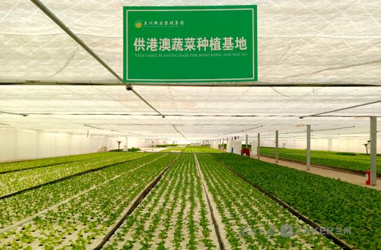 兰州新区首个供港澳蔬菜生产基地通过认证