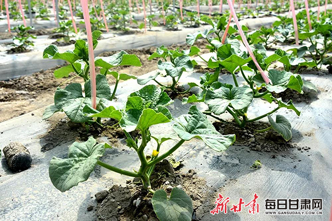 蜜瓜秧苗已开出了黄色小花