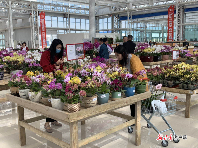 市民在兰州新区花卉产业购买花卉.