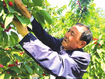 樱桃网站新人口_樱桃小丸子图片(3)