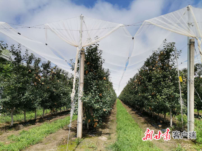 书写"小苹果"高质量发展"大文章—宁县构建现代苹果产业体系纪实