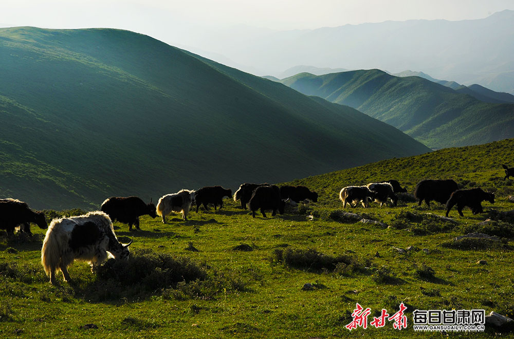 陇中屋脊马衔山 黄土高原上的"绿色明珠"-图库-每日甘肃网