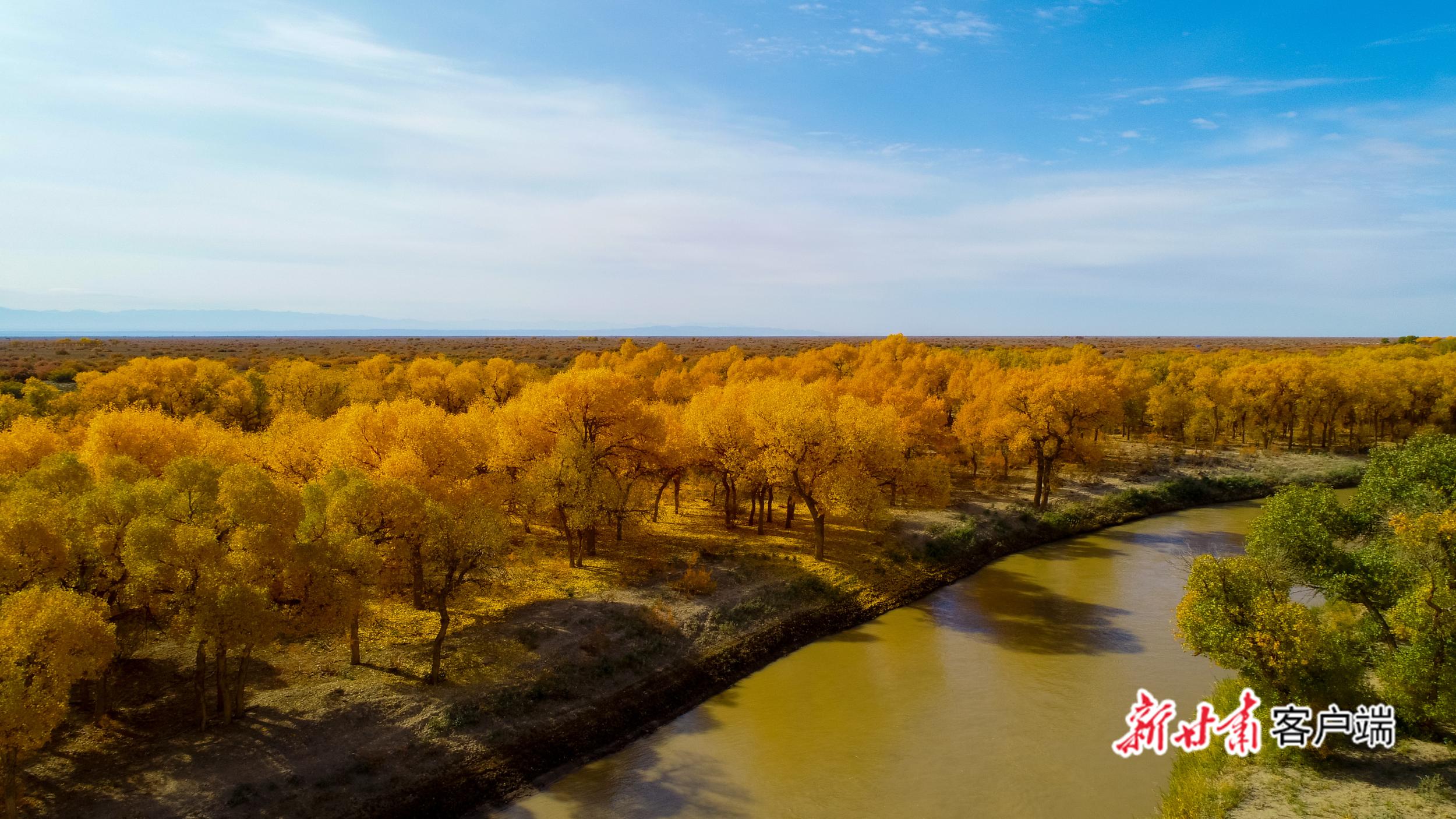 疏勒河畔的金色胡杨林