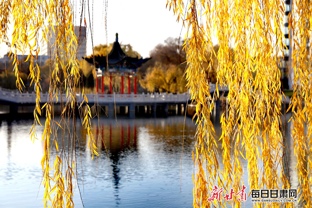 张掖甘泉公园:萧萧黄叶飞 浅冬景如画