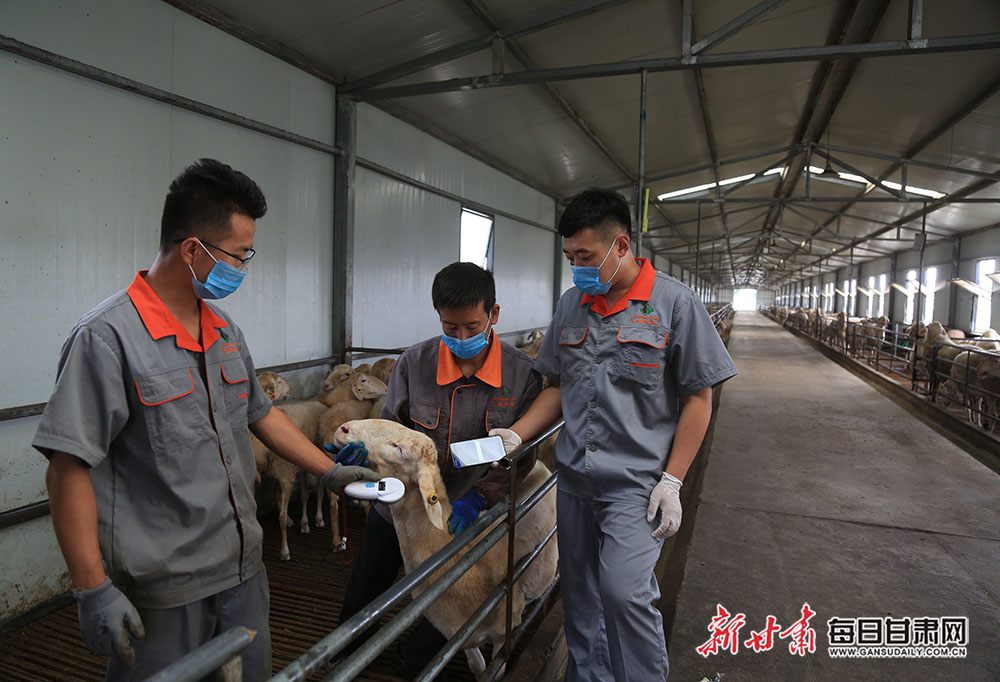 环县600余名大学生羊倌引领羊产业