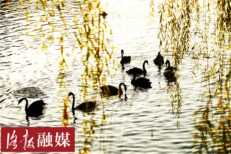 美!洛阳这个新“网红打卡地”每天上演“天鹅湖”