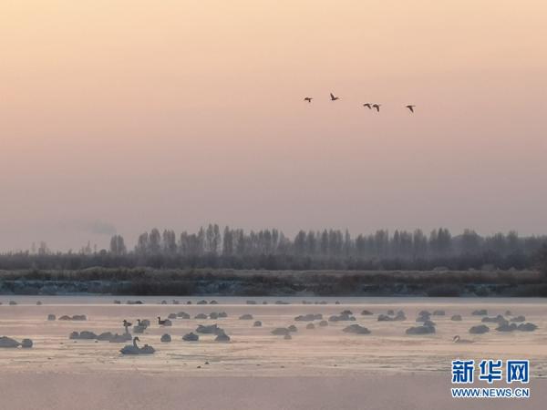 甘肃张掖:大批白天鹅“打卡”黑河湿地 甘肃张掖:大批白天鹅“打卡”黑河湿地