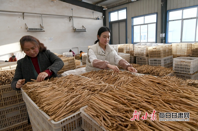 岷县大力发展中药材加工产业,提高产品附加值,中药工业产值近10亿元