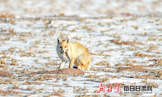 【新甘肃云·县融媒集萃】肃北县:野生动物的"天堂"