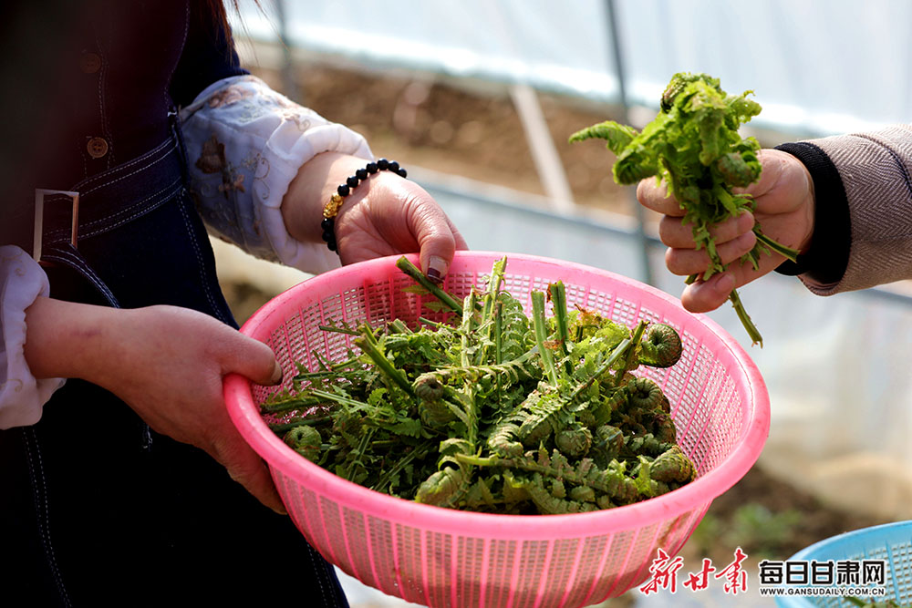 初春成县山野菜成香饽饽