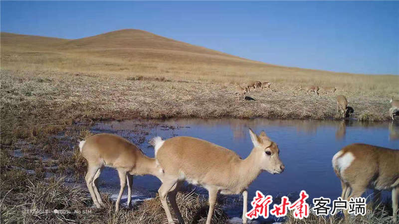 蒙古原羚(祁连山国家公园甘肃管理局张掖分局供图)