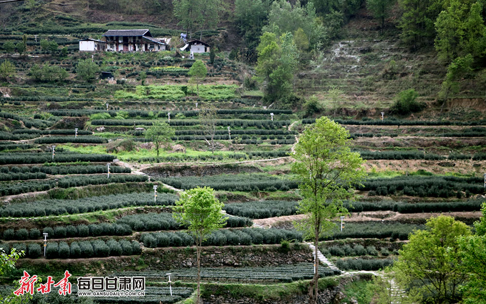 文县茶农"画中"采茶忙-图库-每日甘肃网