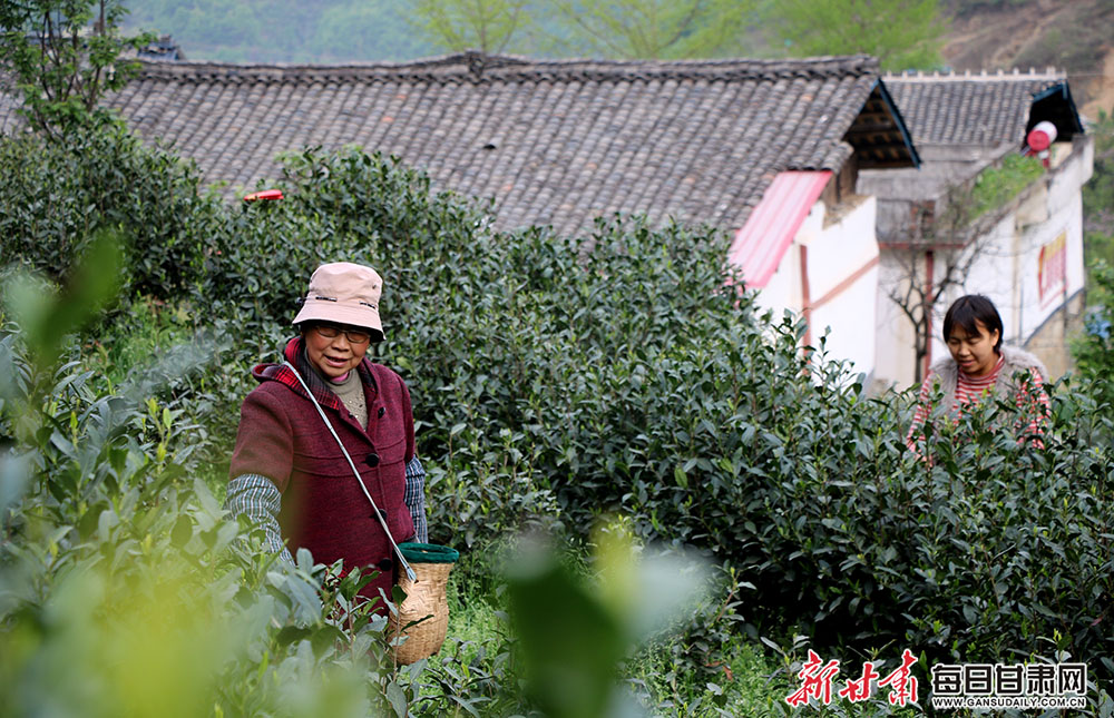 文县茶农"画中"采茶忙-图库-每日甘肃网