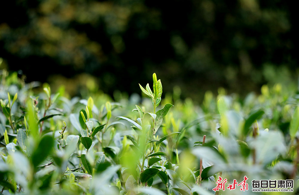 文县茶农"画中"采茶忙-图库-每日甘肃网