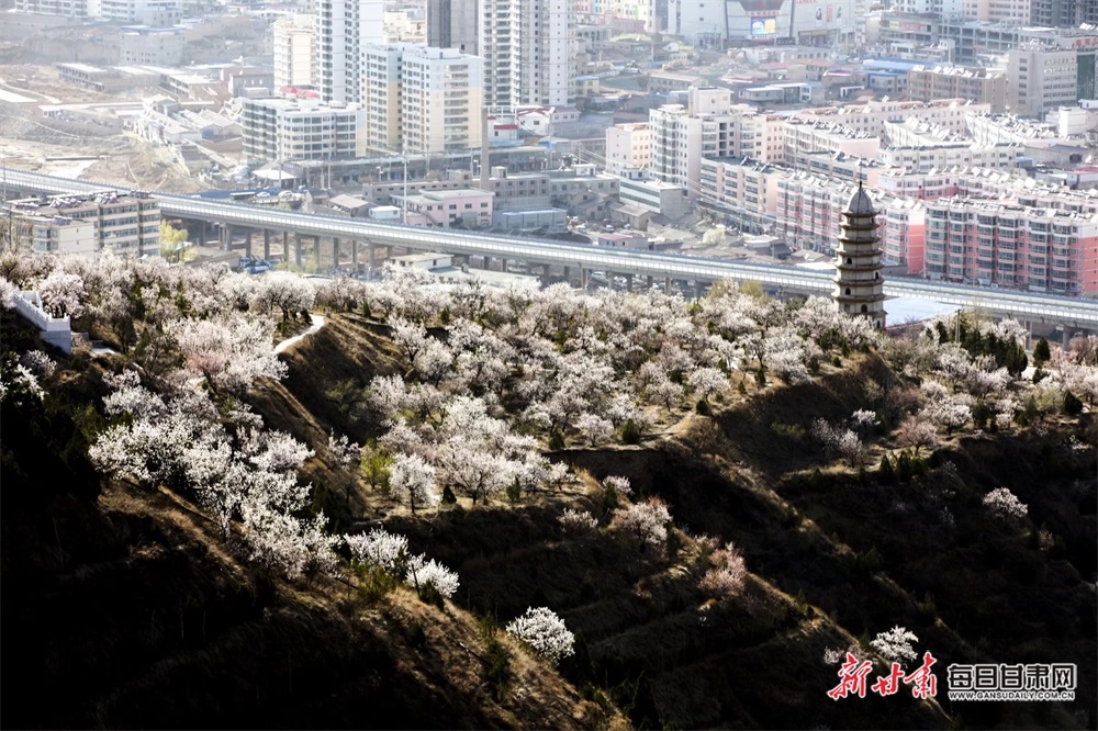 每日甘肃网 图库 编辑推荐     四月,位于会宁县城周边的桃花山,东山