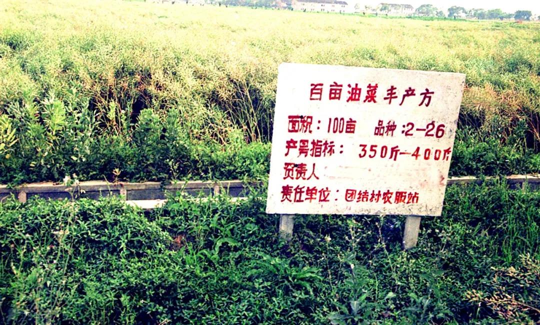 首期启动区原貌(团结村油菜方)沈文进摄于1993年 首期启动区原貌(团结村油菜方)沈文进摄于1993年