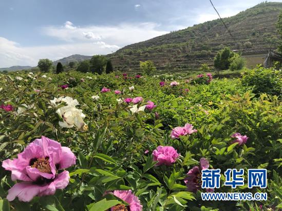 甘肃临洮:紫斑牡丹美 芬芳产业香