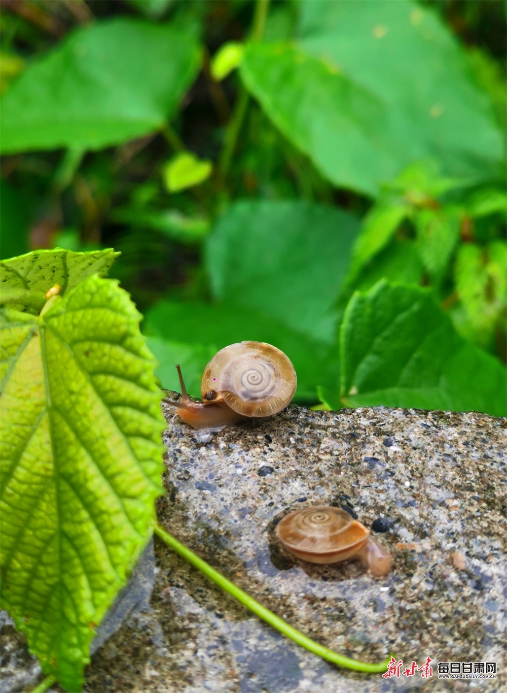 来看看夏日雨后的小蜗牛
