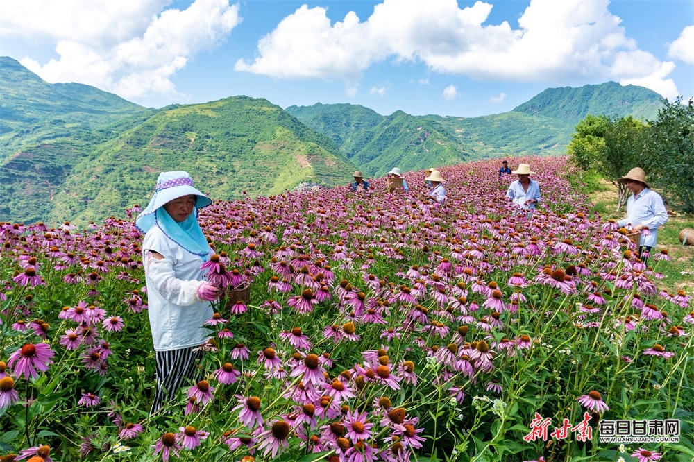 据悉,平洛镇瓦舍村通过"党支部 合作社 农户"的模式,种植紫锥菊200多