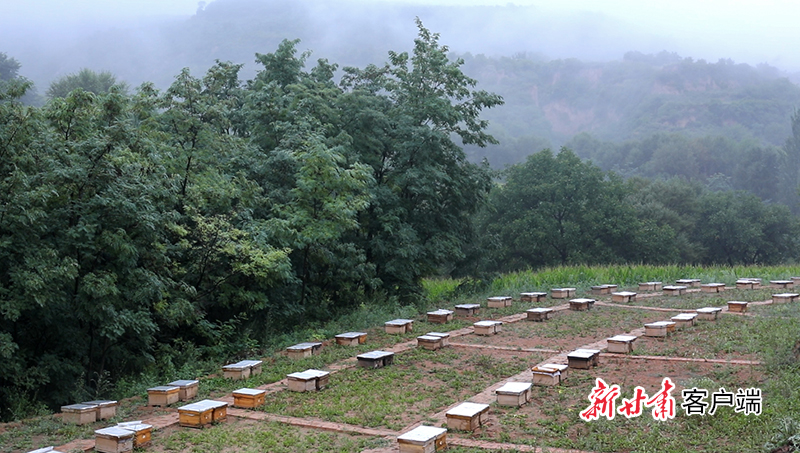 关河沟中蜂养殖基地蜂箱整齐排列 掩映在树荫中.jpg 关河沟中蜂养殖基地蜂箱整齐排列 掩映在树荫中.jpg