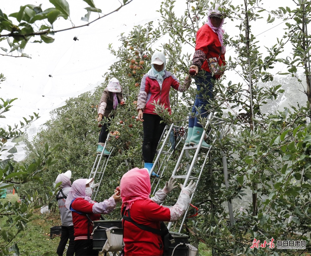 9月1日 在崇信县柏树镇一矮化密植果园 几位果农正在采摘苹果.jpg 9月1日 在崇信县柏树镇一矮化密植果园 几位果农正在采摘苹果.jpg