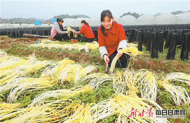 成县着力发展产业助农增收 