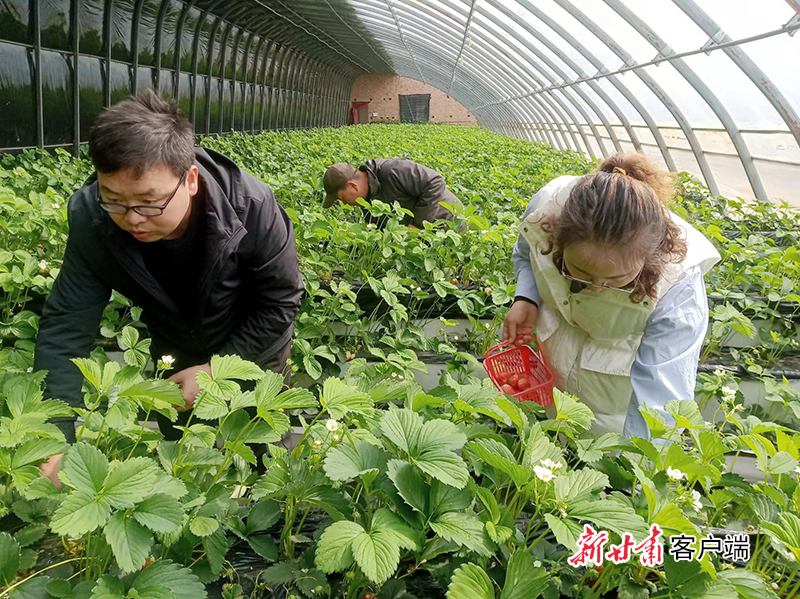 华亭：草莓映红新年景