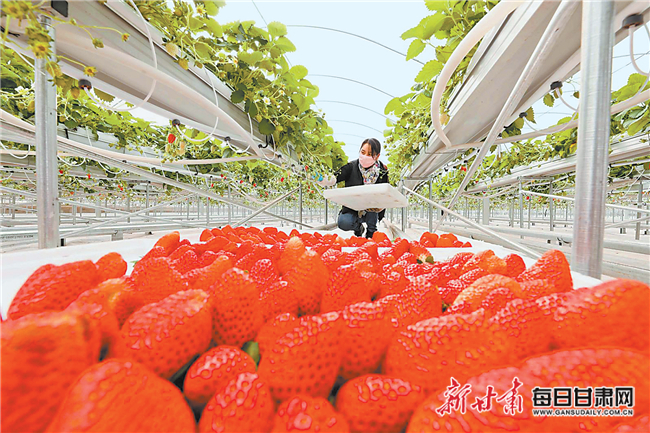 【图片新闻】张掖市以高质量党建工作推动农业农村高质量发展