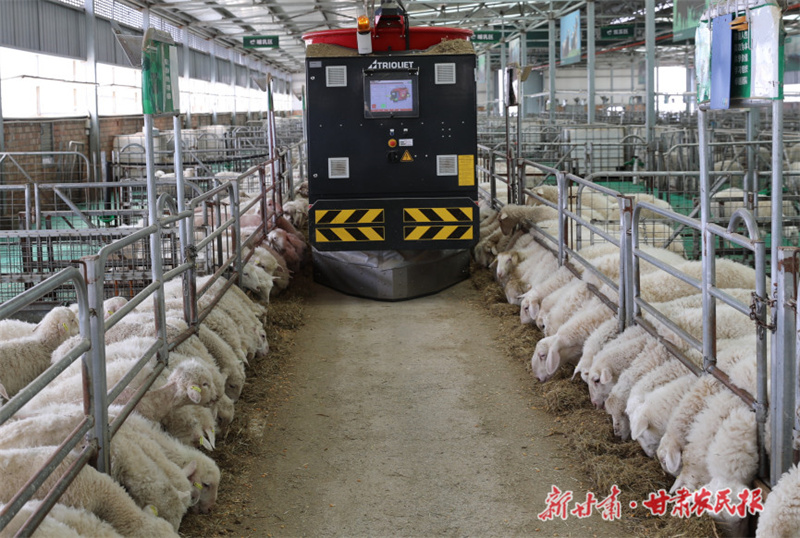 (新甘肃·甘肃农民报记者 何香利 摄)在甘肃,除了生猪产业,牛羊等特色