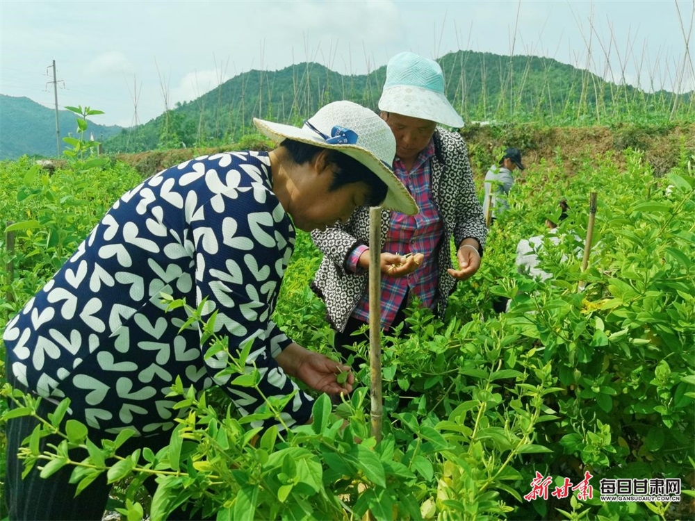 金银花开“金银”来！两当杨店镇百亩金银花迎来采收季