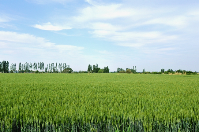 涼州區今年完成糧食作物播種面積120.43萬畝