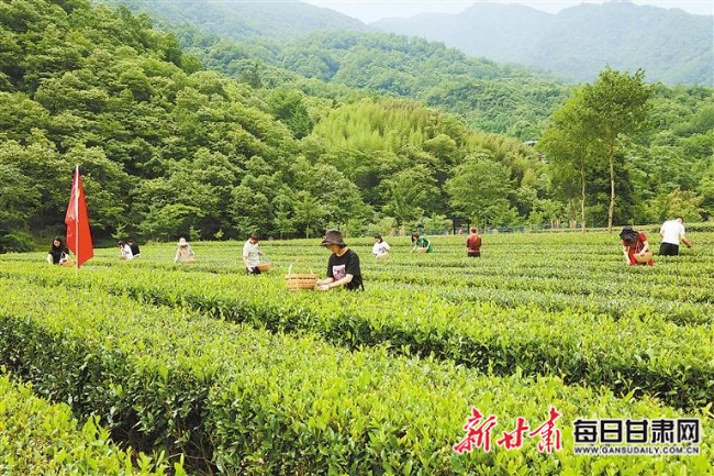 【图片新闻】康县阳坝镇油房坝村有机茶园里 茶农在采摘夏茶