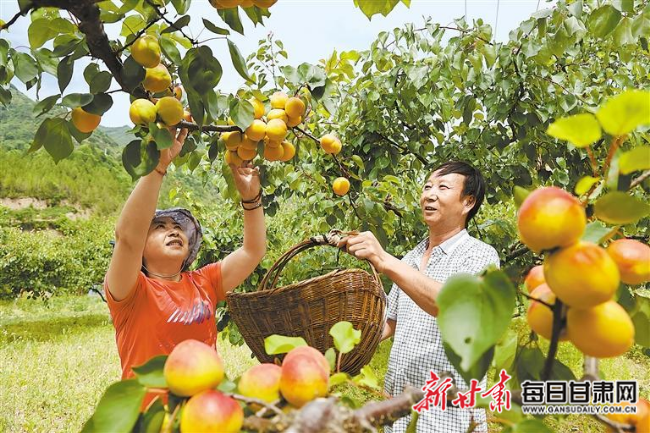 康縣太石鄉大力發展特色經濟林、特色觀光農業