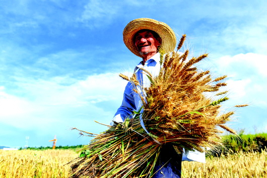 亩产714公斤！清水县种植的兰天系列小麦抗条锈品种喜获丰收