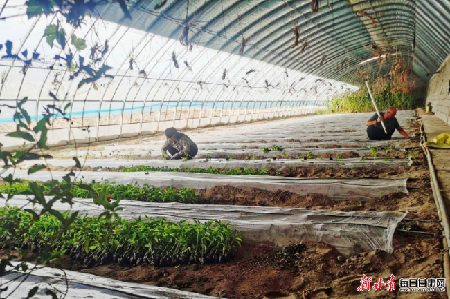 双塔镇种植户正在温室大棚里栽植蔬菜苗_副本.jpg