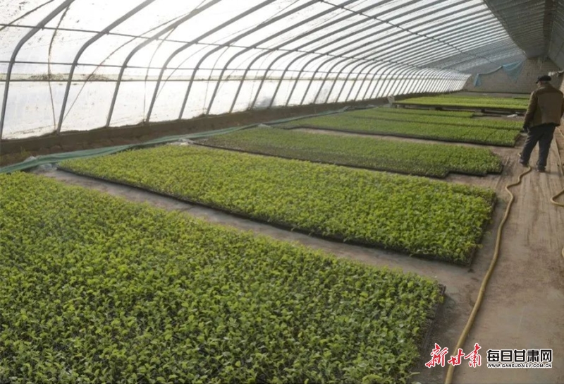 图片7 广至藏族乡戈壁农业产业园区的温室大棚里，一排排育苗盘摆放整齐.png
