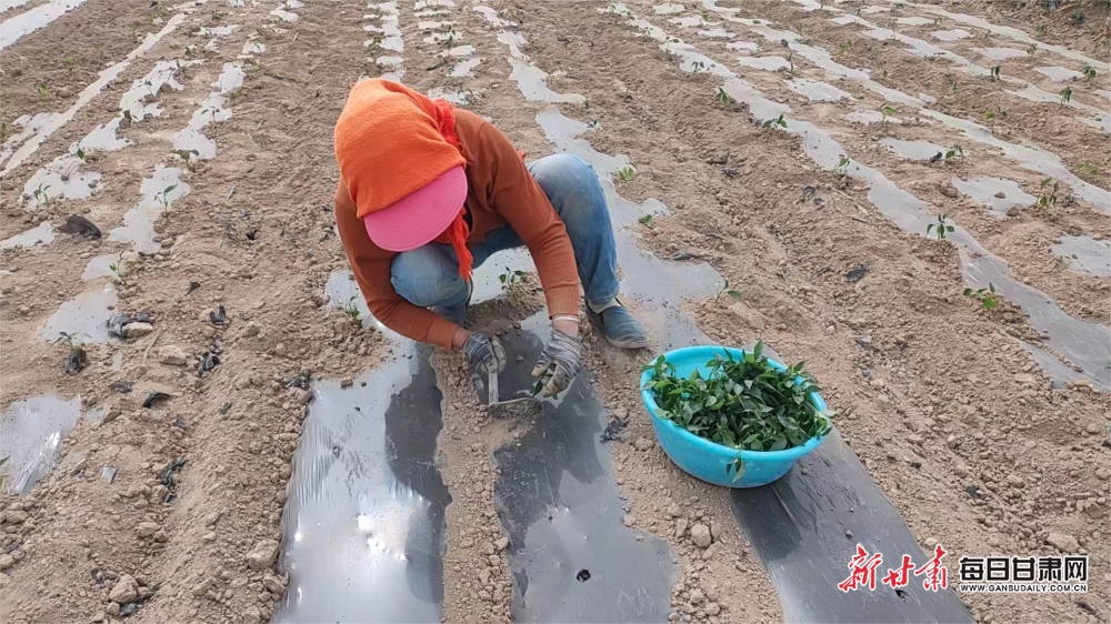 赤金镇妇女农事“钟点工”在辣椒种植基地栽苗.png