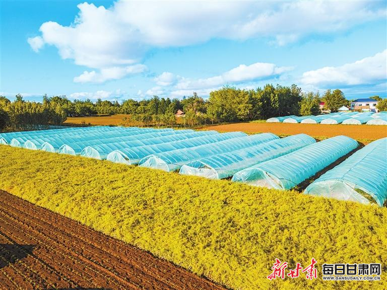 【图片新闻】合水县西华池镇2550亩油菜长势喜人 一幅丰收景象