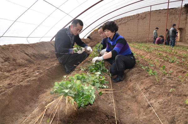 临夏市物管局干部帮助村民在大棚中种植草莓-