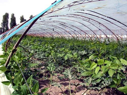 黑河中游农业生态环境与种子产业可持续发展