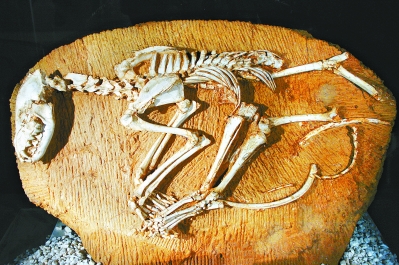 动物狂欢节化石图片