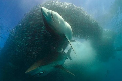 北极霞水母吃鲨鱼图片