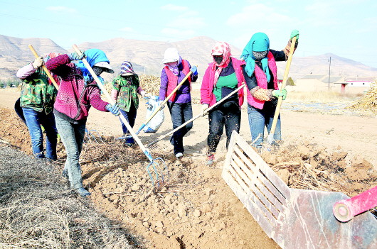 发展农民专业合作经济组织促进农民增收