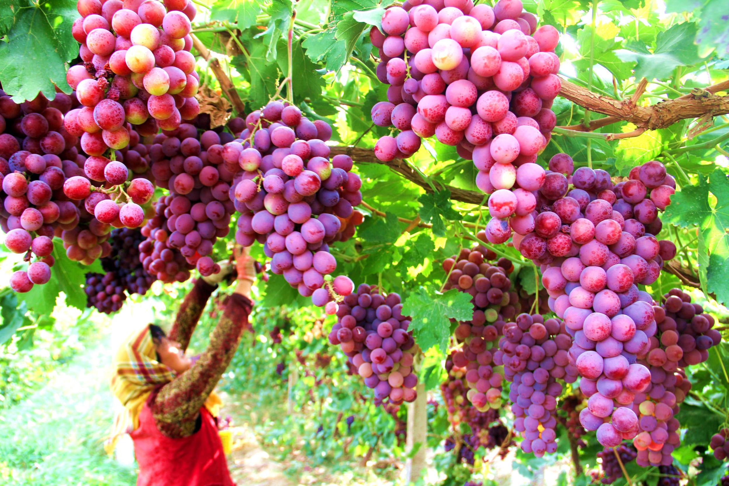 红地球葡萄超大果粒芽变品系特性与栽培要点初报
