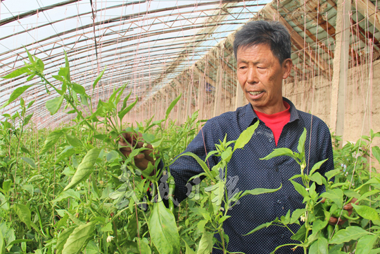 凉州区发放镇安置村王兴美大棚蔬菜种植致富