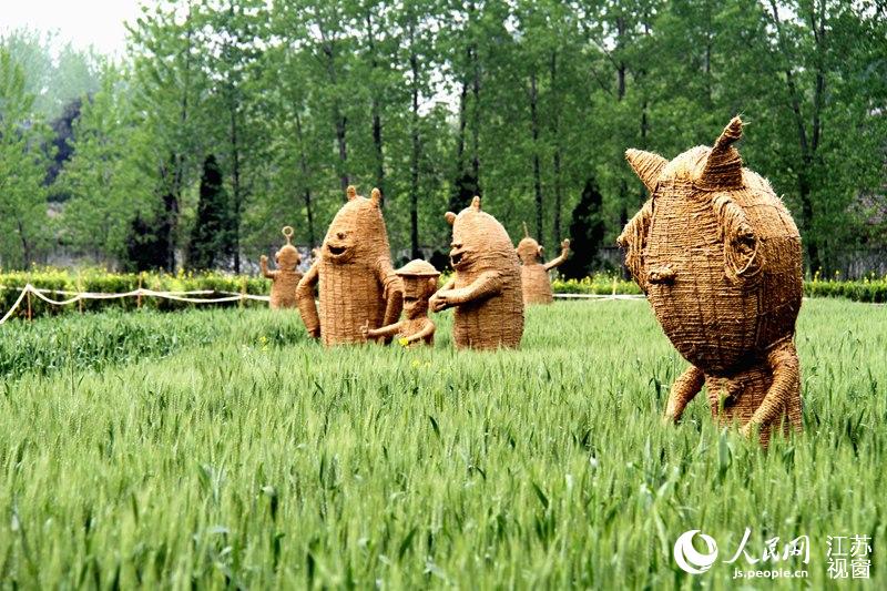航拍南京六合麦田现"双龙戏珠"景观 画面壮观