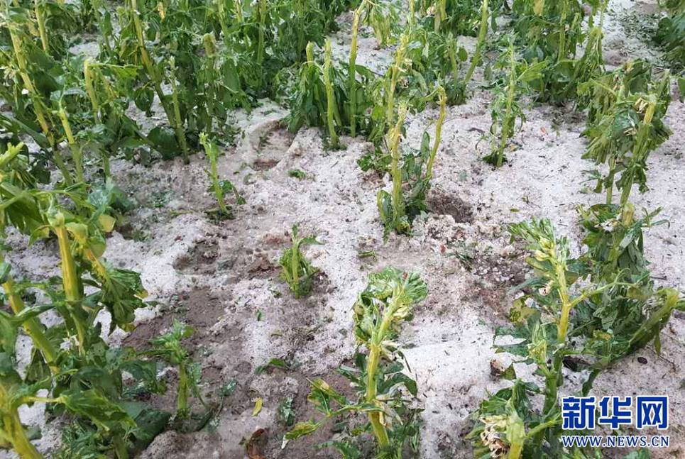 甘肃多地出现强对流天气农作物受灾严重