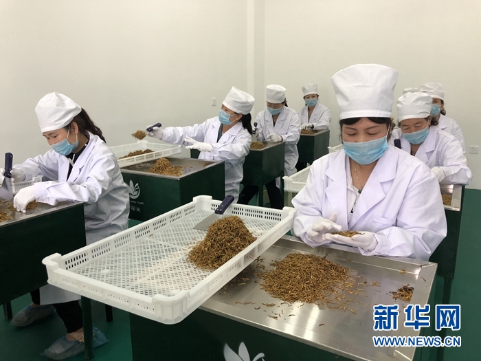 在当地金银花加工企业里,工人们正在分拣炒制过的金银花.