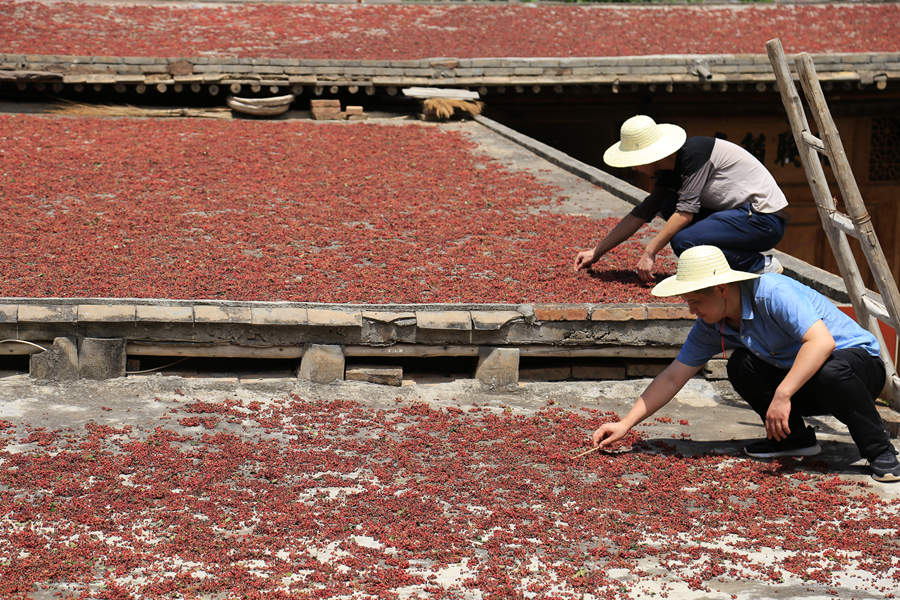 陇南市委组织部党员干部在武都区马街镇梨坪村晾晒抢摘的花椒.