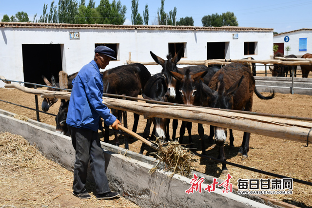 "骑"着毛驴奔小康——瓜州县布隆吉乡开启富民新模式